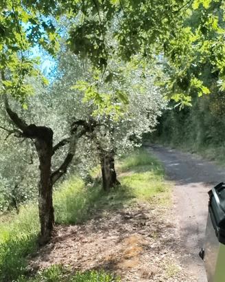 Uliveto Genazzano