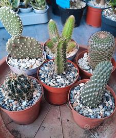 blocco 6  cactus  diversi 