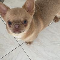 Cucciolo di Chihuahua