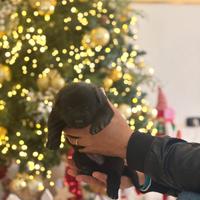 Cuccioli pastore tedesco nero