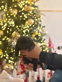 Cuccioli pastore tedesco nero