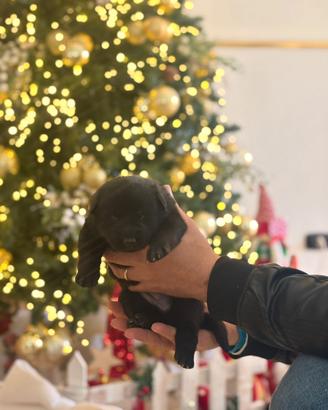 Cuccioli pastore tedesco nero