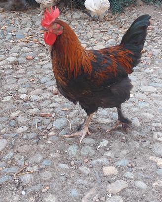 Coppia Marans Gallina / Gallo