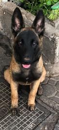 Malinois