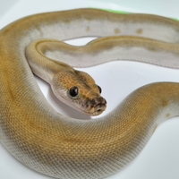 Pitone Moluro Bivittatus Maschio