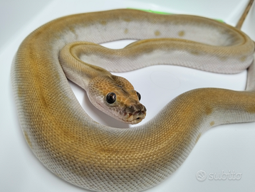 Pitone Moluro Bivittatus Maschio