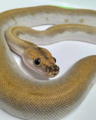 Pitone Moluro Bivittatus Maschio
