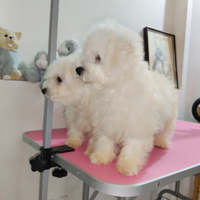 Cane Bichon Frisé taglia piccola