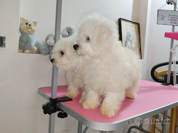 Cane Bichon Frisé taglia piccola