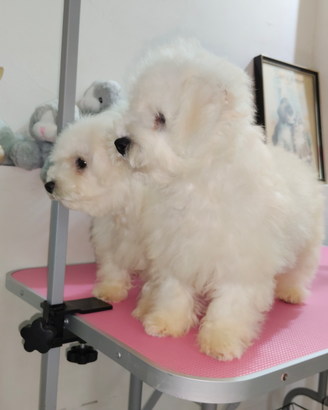 Cane Bichon Frisé taglia piccola