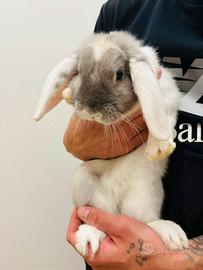 Coniglio ariete di 6 mesi abituato con i bambini