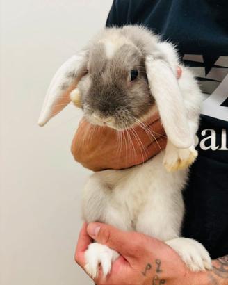 Coniglio ariete di 6 mesi abituato con i bambini