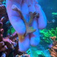 Talea Digitata rosa e verde