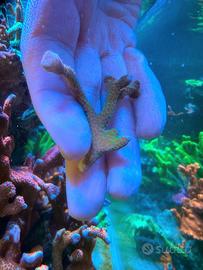 Talea Digitata rosa e verde