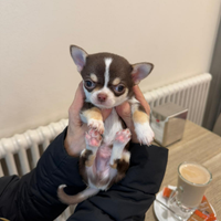 Chihuahua micro