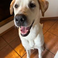 Cane meticcio