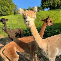 Vendita 3 alpaca