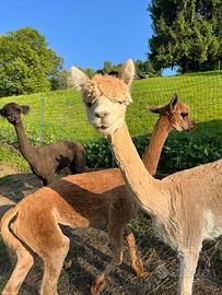 Vendita 3 alpaca