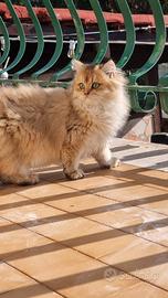 Gattini british longhair