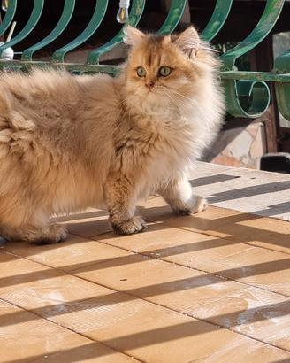 Gattini british longhair