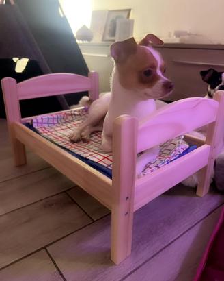 Chihuhahua