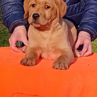 Cuccioli di labrador