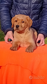 Cuccioli di labrador