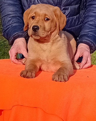 Cuccioli di labrador
