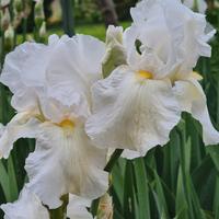 5 Rizomi Iris Germanica mix