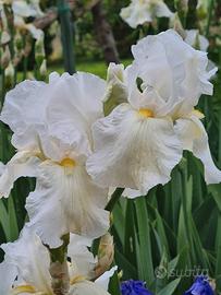 5 Rizomi Iris Germanica mix
