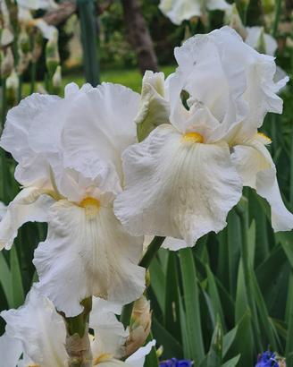 5 Rizomi Iris Germanica mix