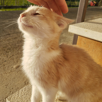 Gattino bicolore molto affettuoso