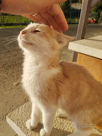 Gattino bicolore molto affettuoso