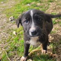 Cuccioli di cane