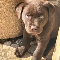 Labrador Retriever