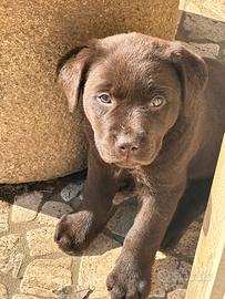 Labrador Retriever