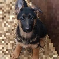 Cucciola pastore tedesco