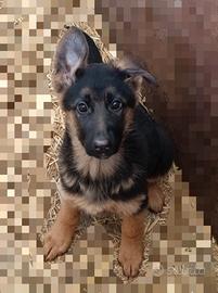 Cucciola pastore tedesco