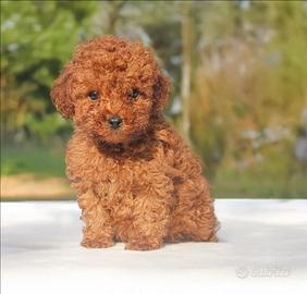Cucciolandia mini mini toy