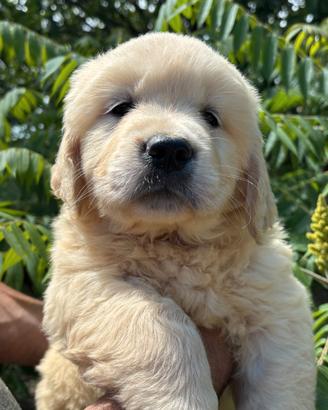 Cuccioli di Golden Retriever linea inglese