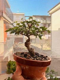 Bonsai piccolo olmo