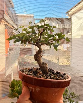 Bonsai piccolo olmo