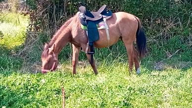 Baratto puledra