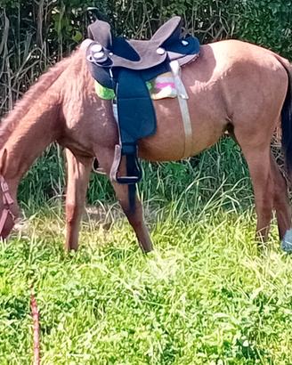 Baratto puledra