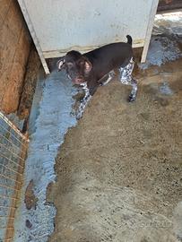 Bracco tedesco kurzaar