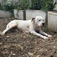 Fattrice dogo argentino