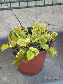 Pianta Carnivore Dionea Muscipula