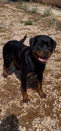 Rottweiler