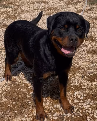 Rottweiler