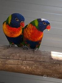 Lori arcobaleno